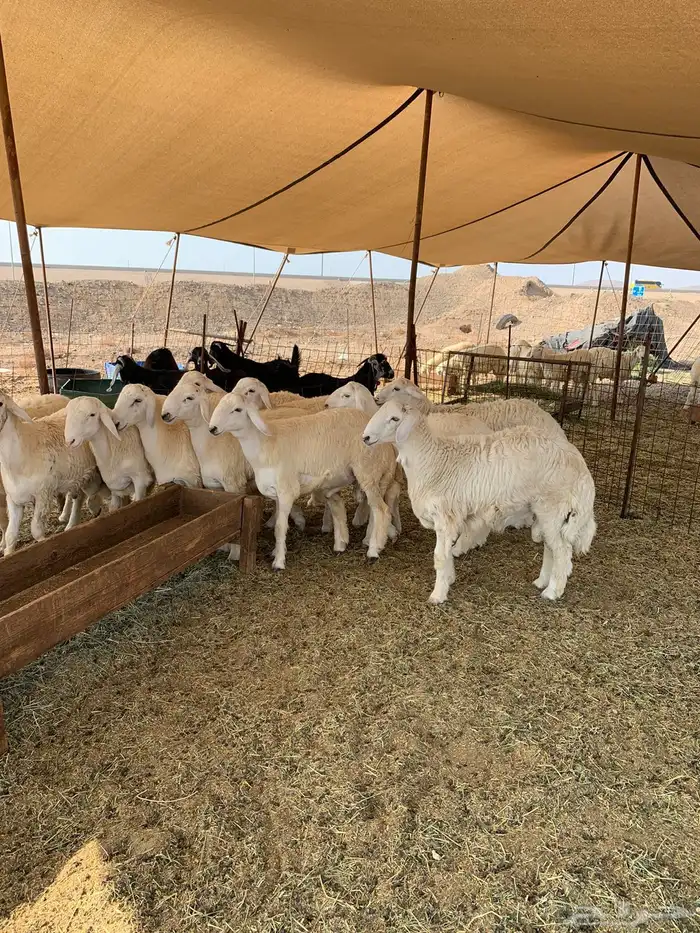 ذبايح حري فل شحم مع امكانيه الذبح والتوصيل 4
