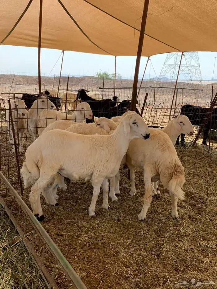 ذبايح حري فل شحم مع امكانيه الذبح والتوصيل 3