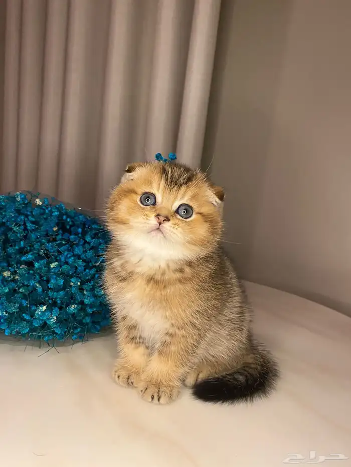 قطط سكوتش فولد صغيره للبيع 0