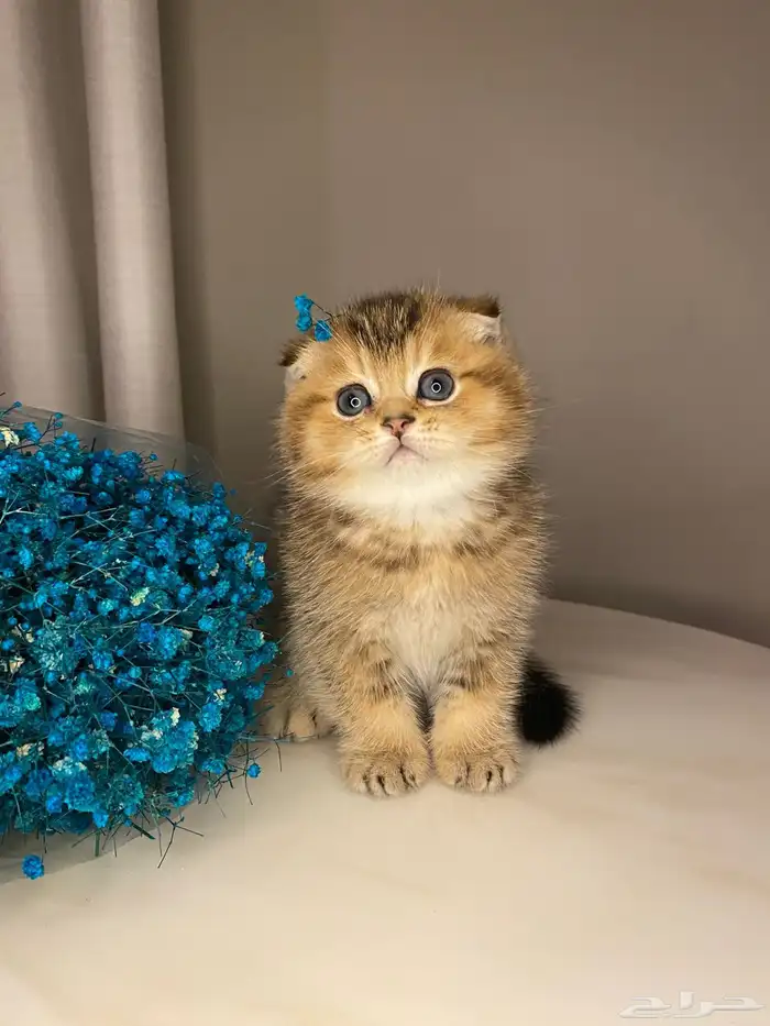 قطط سكوتش فولد صغيره للبيع 2