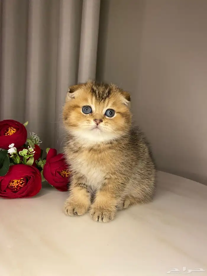 قطط سكوتش فولد صغيره للبيع 1