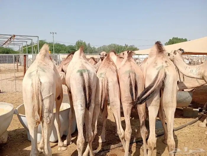 قعدان ويوجد عنا سوكن وبربري 5