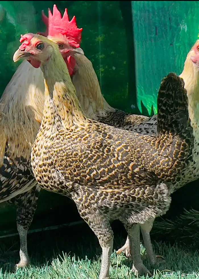 دجاج ( فيومي هرداوي   عربي شوكي) 10