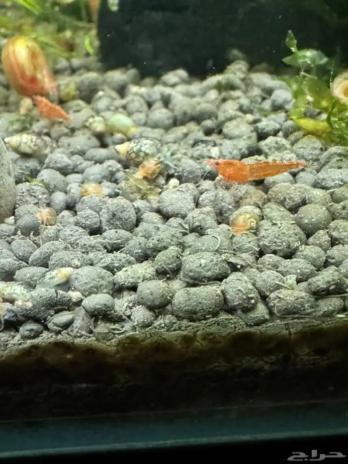 روبيان او شرمب نهري لاحواض السمك 2