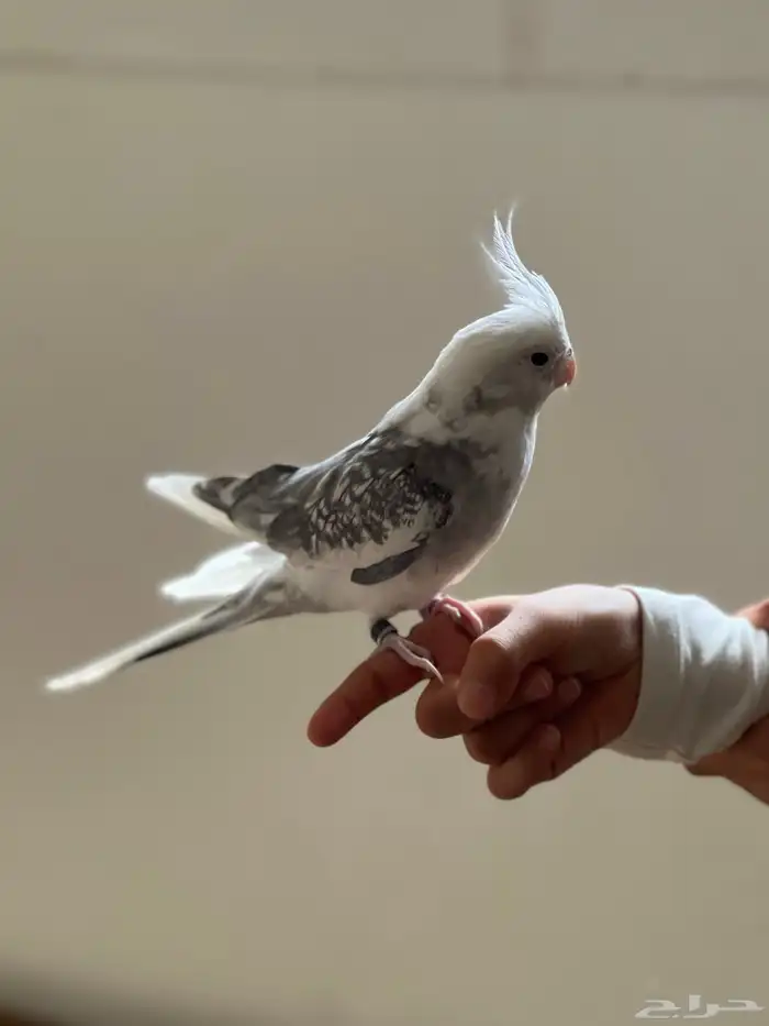 كروانات اليفه 1