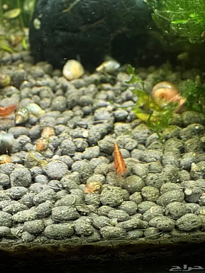روبيان او شرمب نهري لاحواض السمك 3
