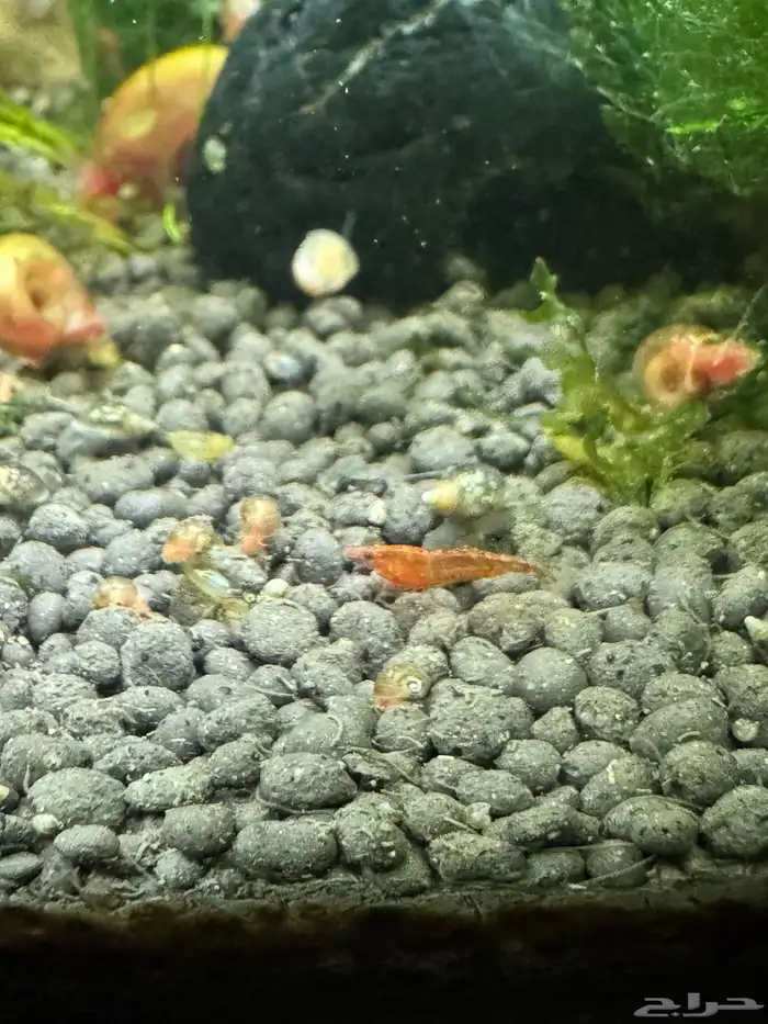 روبيان او شرمب نهري لاحواض السمك 1