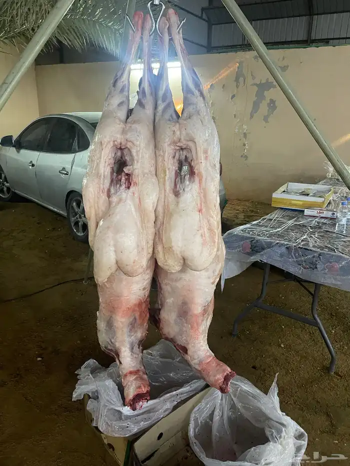 معلم مشويات 10