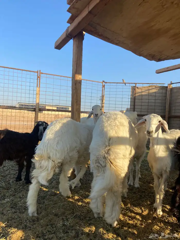 تيوس مخاصي ذبايح 3