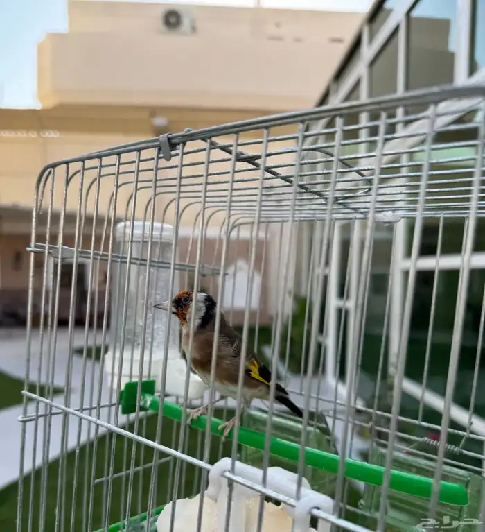 للبيع حسون اليف وشرط تغريد 2