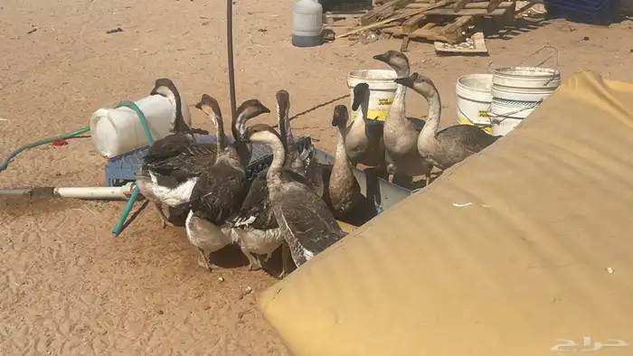 وز عراقي بياض 2