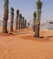 نقوم بتركيب الشبوك بجميع انواعها شبوك المزارع شبوك وطني مجلف 9