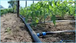 تنسيق حدائق وشبكات ري 5