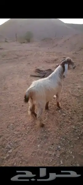 تيس جذع مخصي 1