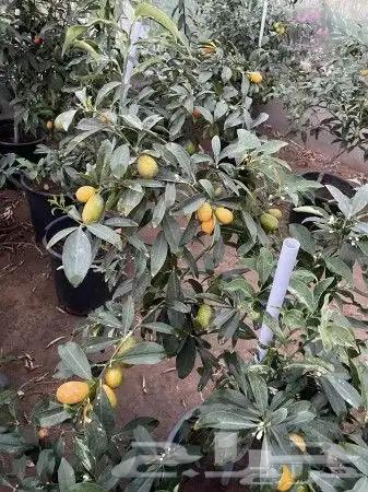 تنسيق حدائق وشبكات ري 1