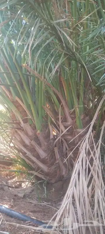 برني للبيع احجام كبيره الكميه محدوده وصقعي نفس الي بصورة 0