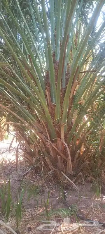 برني للبيع احجام كبيره الكميه محدوده وصقعي نفس الي بصورة 3
