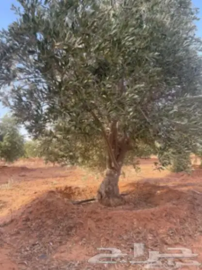 شجر زيتون معمر للبيع 2