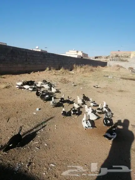 بط بلدي ما شاء الله حضان منتج على السوم 4