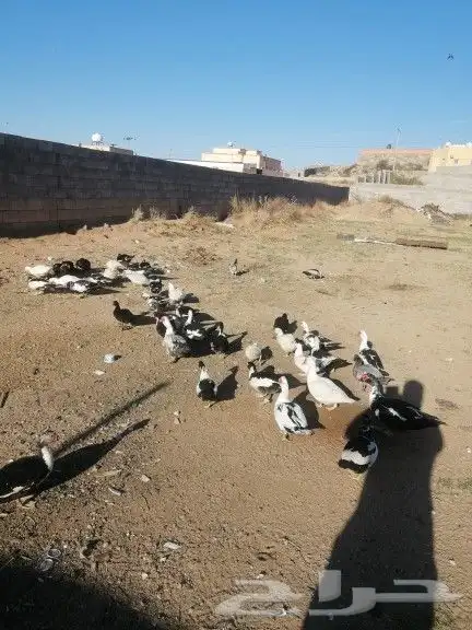 بط بلدي ما شاء الله حضان منتج على السوم 3