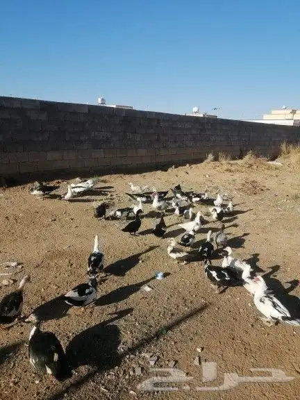 بط بلدي ما شاء الله حضان منتج على السوم 1