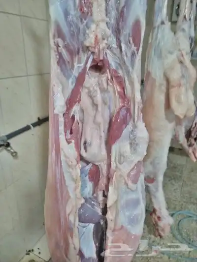 مزرعة ومراح حلال الديرة لبيع الذبايح مع خدمةالذبح والتوصيل 7