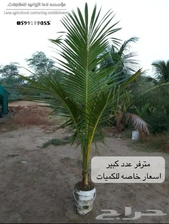 يتوفر نخل جمله كميات هائله وبا اسعار مناسبه للكميات 0