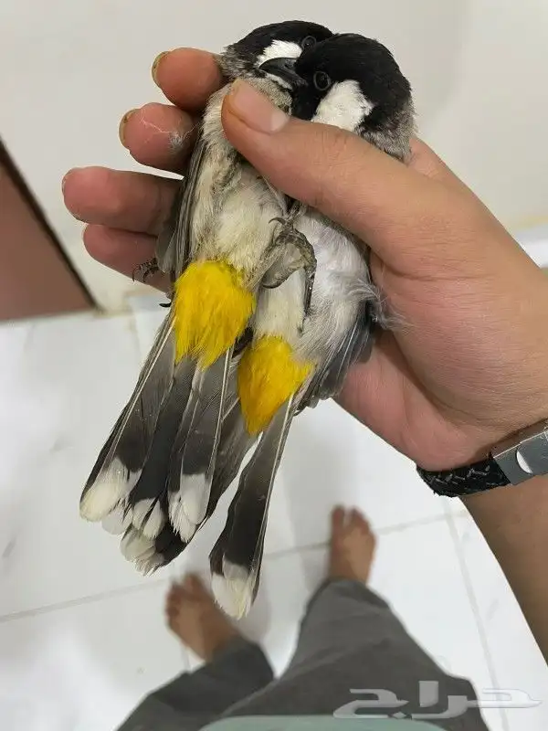 زوج. بلابيل منتجه شرط بااذن الله 0