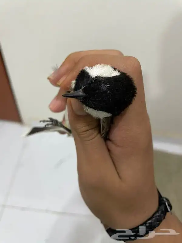 زوج. بلابيل منتجه شرط بااذن الله 1