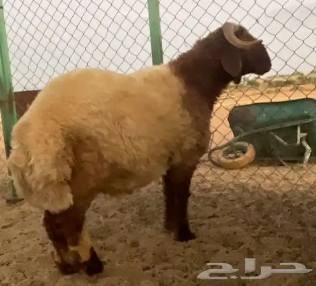 خروف جذع فاخر. مقفل 0