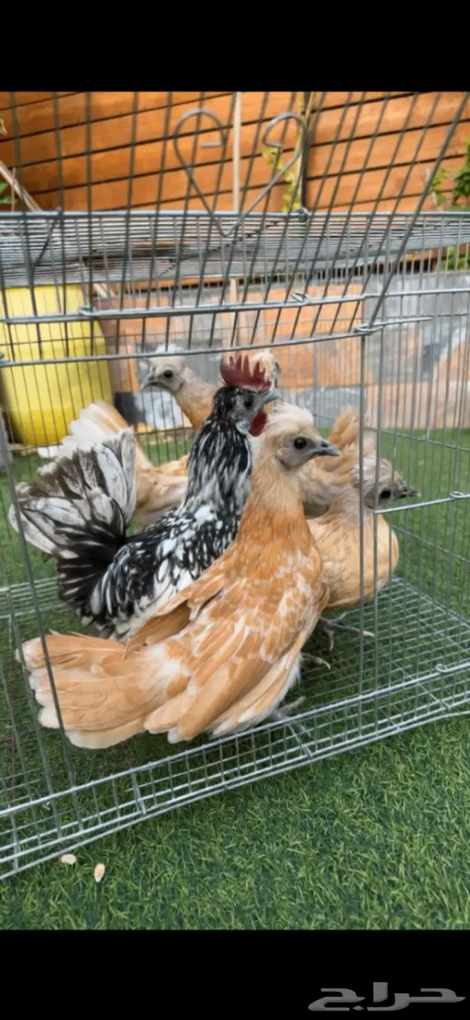 عرض دجاج حباحب ودياكه حباحب 11