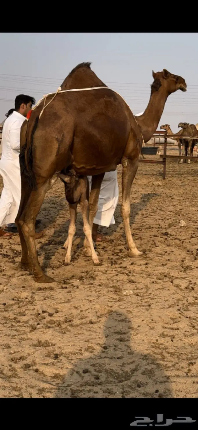 خلفه ساحليه حمراء توت (تم البيع) 2