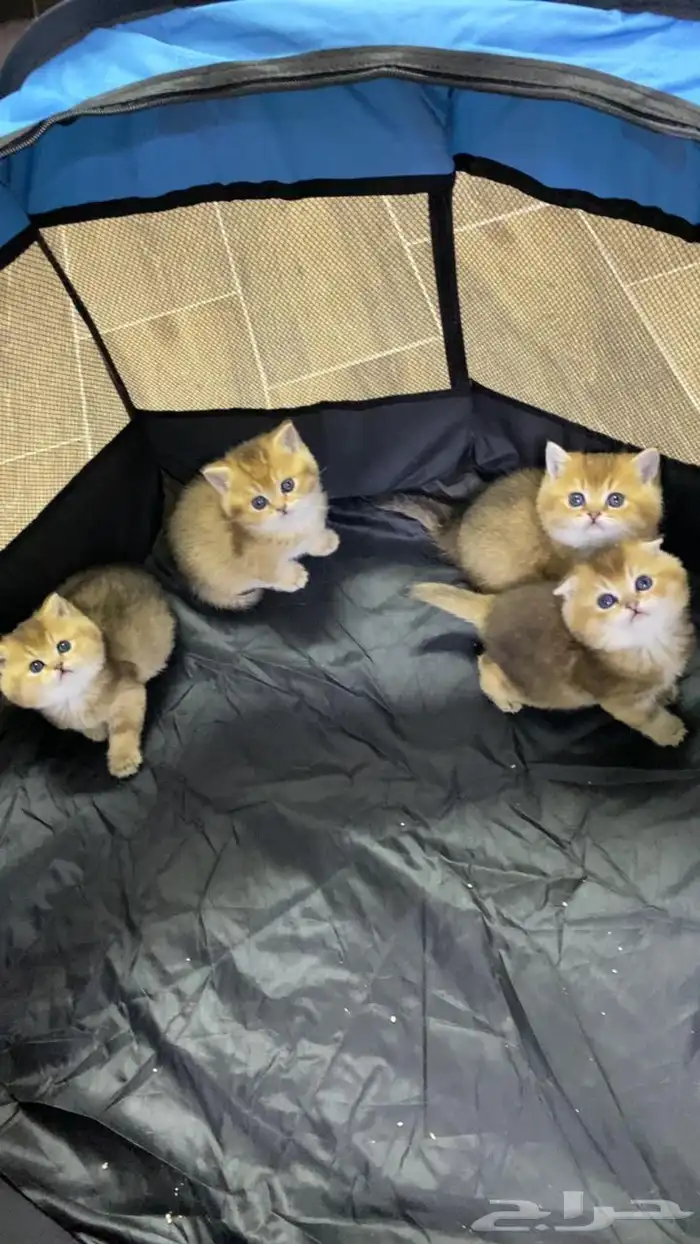 سكوتش فولد كيتنز كيتن برتش قولد سكوتش تربل فولد سكوتش ستريت 4