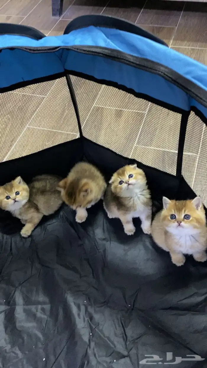 سكوتش فولد كيتنز كيتن برتش قولد سكوتش تربل فولد سكوتش ستريت 2