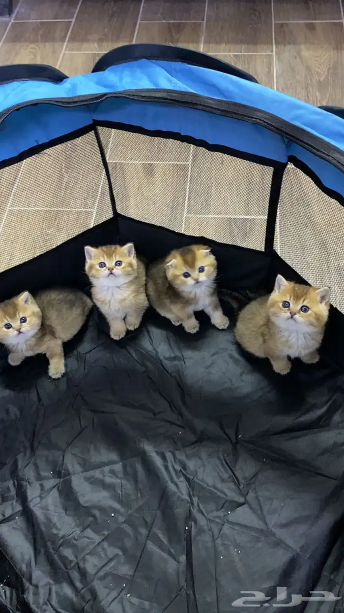 سكوتش فولد كيتنز كيتن برتش قولد سكوتش تربل فولد سكوتش ستريت 3