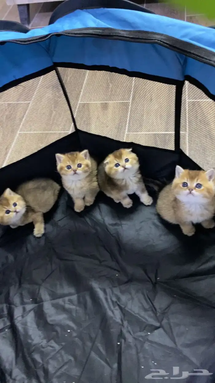 سكوتش فولد كيتنز كيتن برتش قولد سكوتش تربل فولد سكوتش ستريت 0