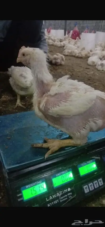 دجاج للاحم 0