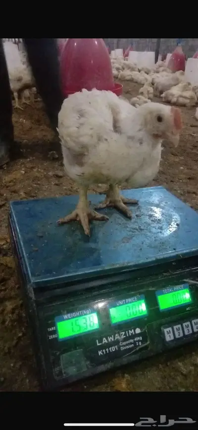 دجاج للاحم 1