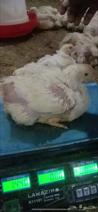 دجاج للاحم 2