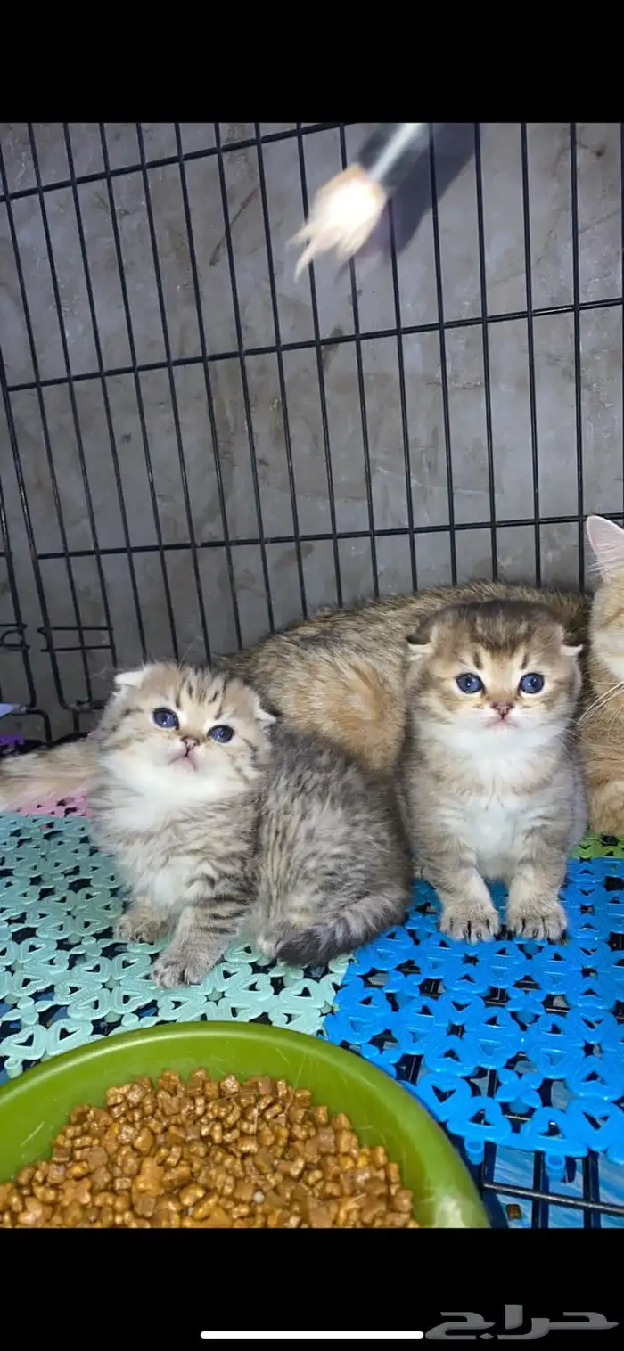 سكوتش فولد كيتنز كيتن برتش قولد سكوتش تربل فولد سكوتش ستريت 11