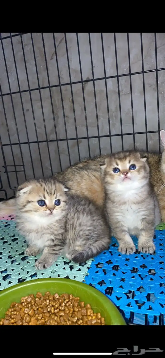 سكوتش فولد كيتنز كيتن برتش قولد سكوتش تربل فولد سكوتش ستريت 10