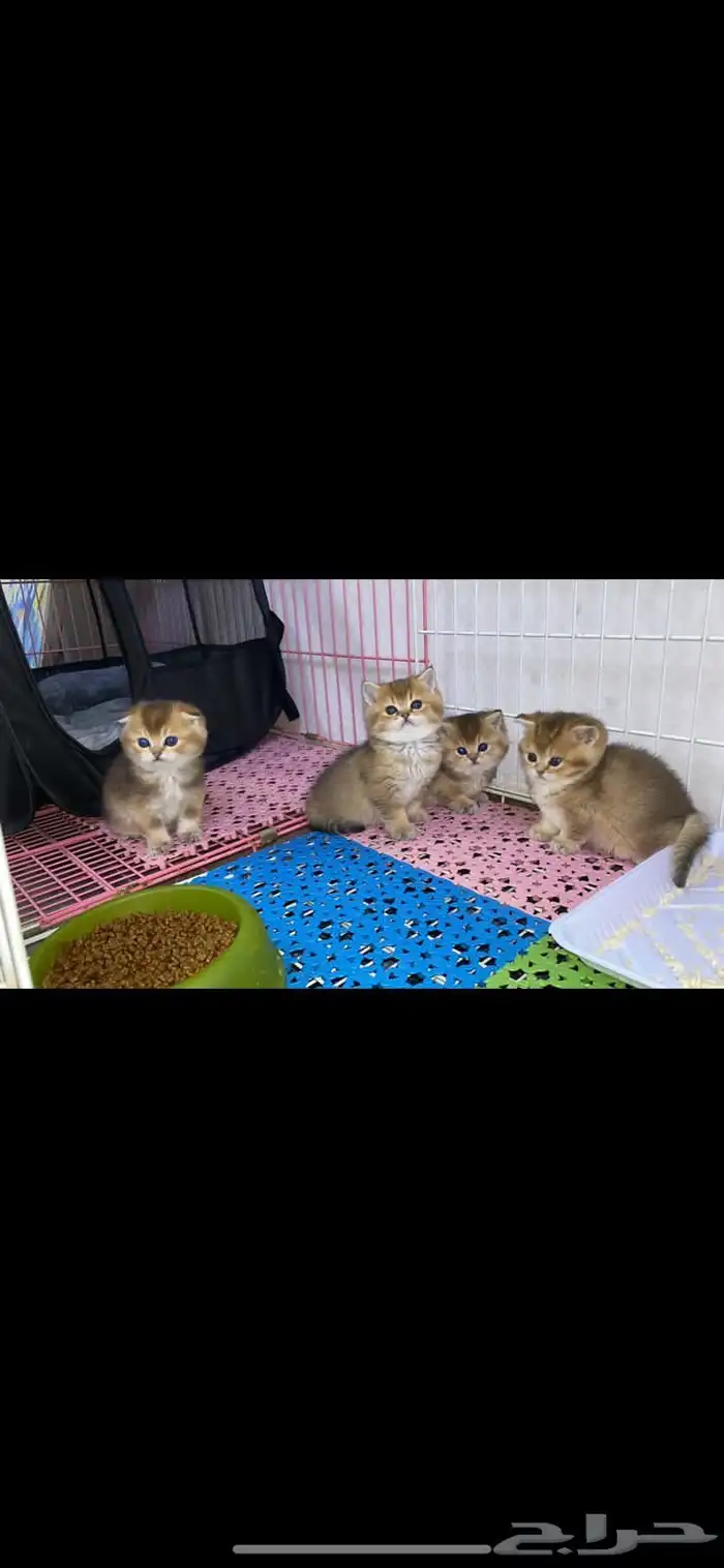 سكوتش فولد كيتنز كيتن برتش قولد سكوتش تربل فولد سكوتش ستريت 8