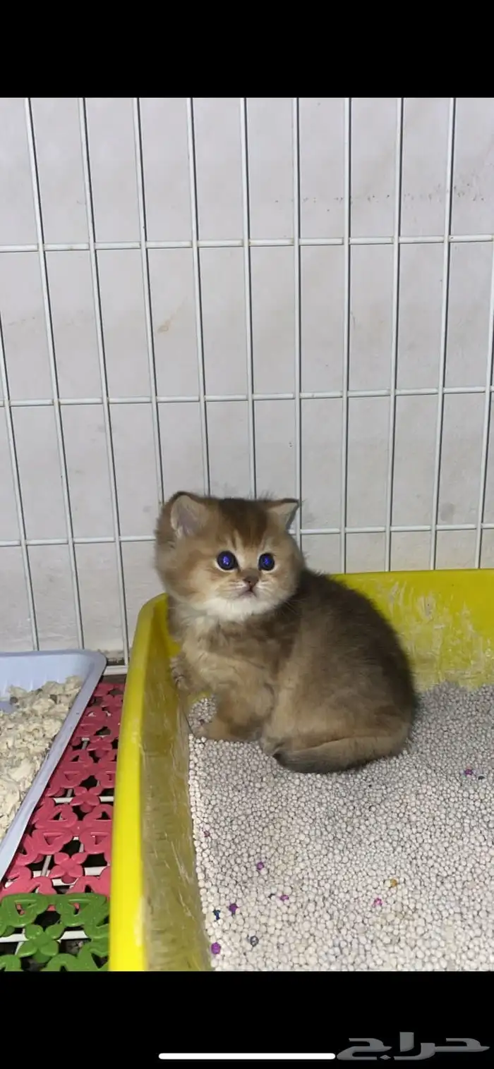 سكوتش فولد كيتنز كيتن برتش قولد سكوتش تربل فولد سكوتش ستريت 12