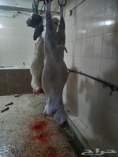 مزرعة ومراح حلال الديرة لبيع الذبايح مع خدمةالذبح والتوصيل 2