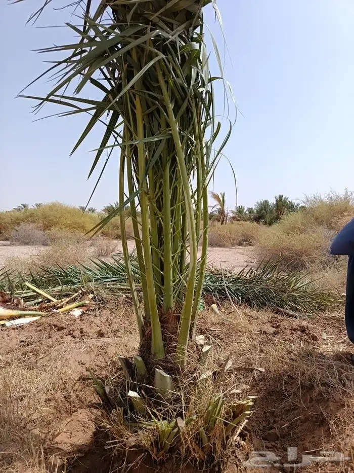 نخل للبيع المدينه ينبع نخل طيب نخيل كميات حيش ودي صنو 7