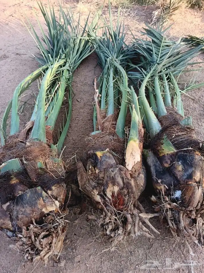 نخل للبيع المدينه ينبع نخل طيب نخيل كميات حيش ودي صنو 6