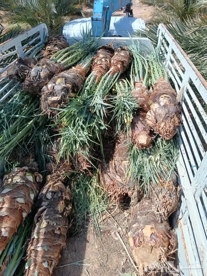 نخل للبيع المدينه ينبع نخل طيب نخيل كميات حيش ودي صنو 2