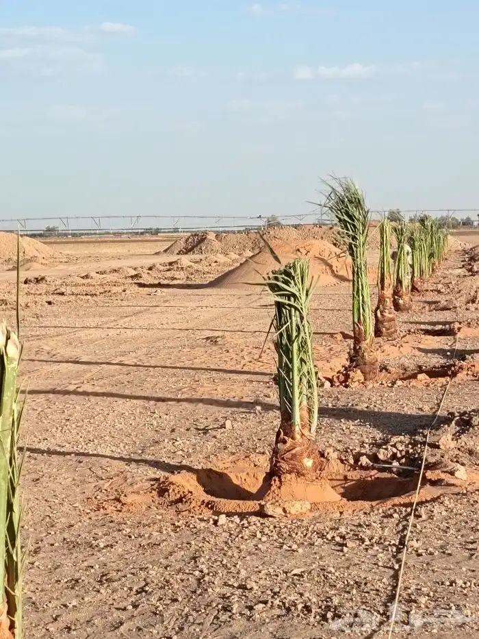 نخل للبيع المدينه ينبع نخل طيب نخيل كميات حيش ودي صنو 0