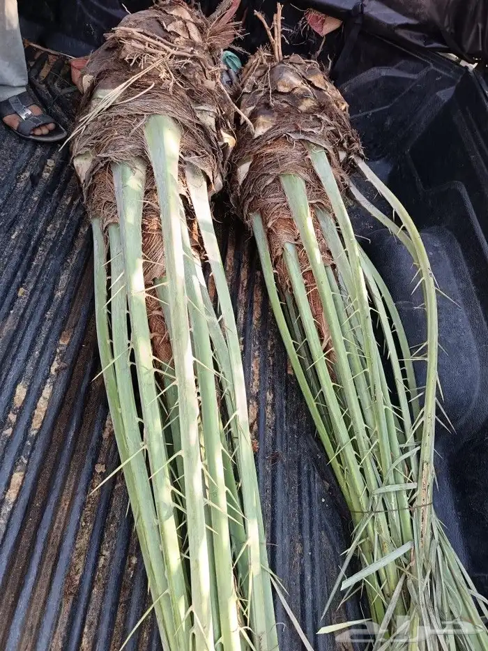 نخل للبيع المدينه ينبع نخل طيب نخيل كميات حيش ودي صنو 5