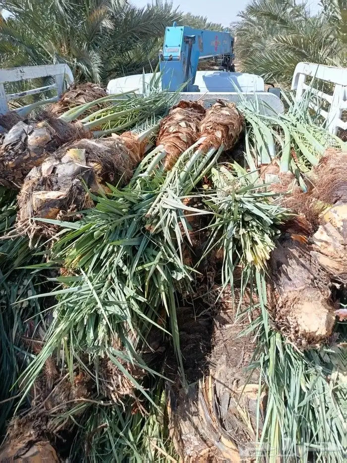 نخل للبيع المدينه ينبع نخل طيب نخيل كميات حيش ودي صنو 3